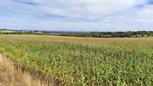 鸟瞰图，平移移动。低飞在新鲜的绿色玉米地上视频素材