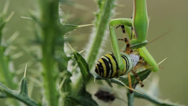 螳螂吃黄蜂蜘蛛(Argiope bruennichi)视频素材