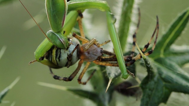 螳螂吃黄蜂蜘蛛(Argiope bruennichi)视频素材