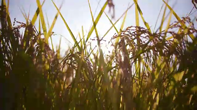 稻穗在傍晚的风中摇动视频素材