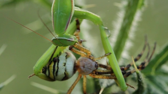 螳螂吃黄蜂蜘蛛(Argiope bruennichi)视频素材