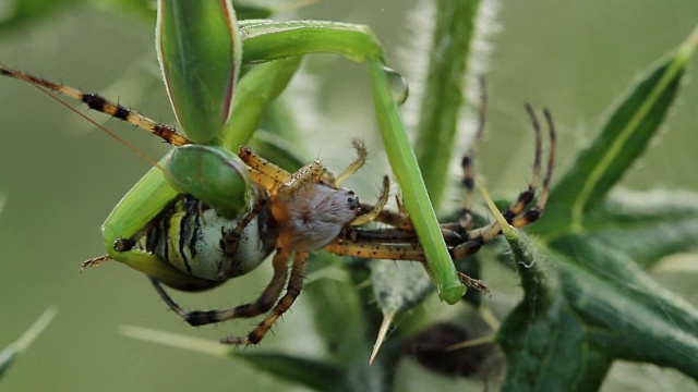 螳螂吃黄蜂蜘蛛(Argiope bruennichi)视频素材