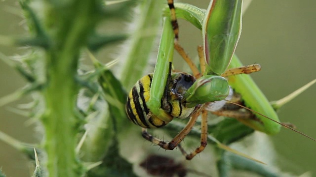 螳螂吃黄蜂蜘蛛(Argiope bruennichi)视频素材