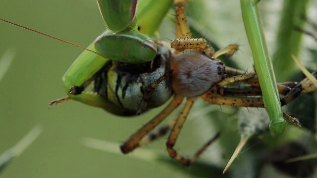 螳螂吃黄蜂蜘蛛(Argiope bruennichi)视频素材