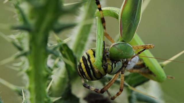 螳螂吃黄蜂蜘蛛(Argiope bruennichi)视频素材