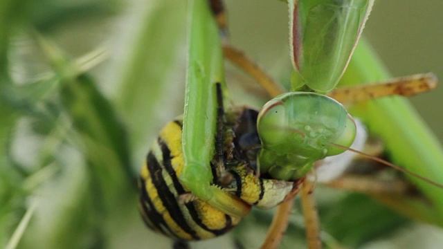 螳螂吃黄蜂蜘蛛(Argiope bruennichi)视频素材