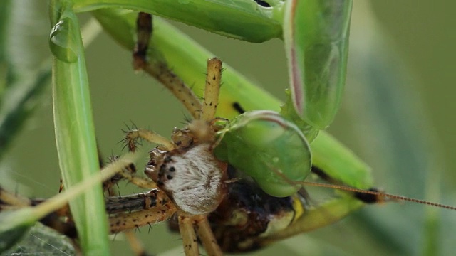 螳螂吃黄蜂蜘蛛(Argiope bruennichi)视频素材