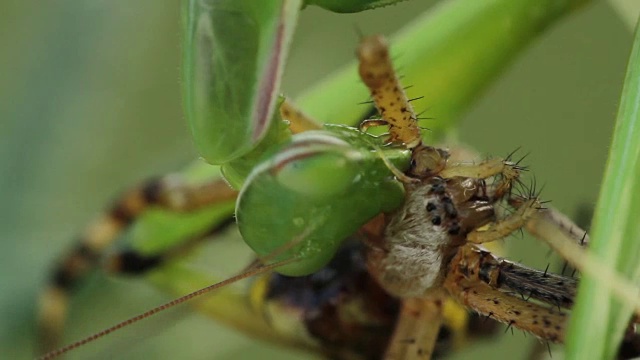 螳螂吃黄蜂蜘蛛(Argiope bruennichi)视频素材