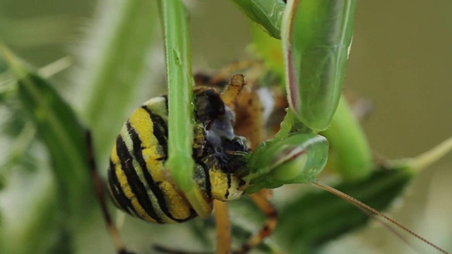 螳螂吃黄蜂蜘蛛(Argiope bruennichi)视频素材