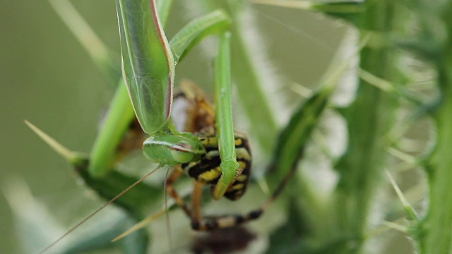 螳螂吃黄蜂蜘蛛(Argiope bruennichi)视频素材