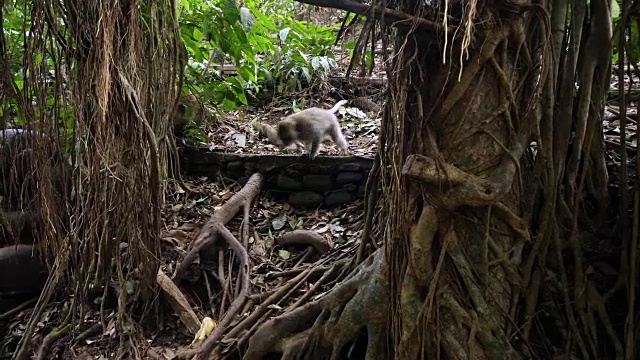 乌鲁瓦图森林自然环境中的猴子视频素材