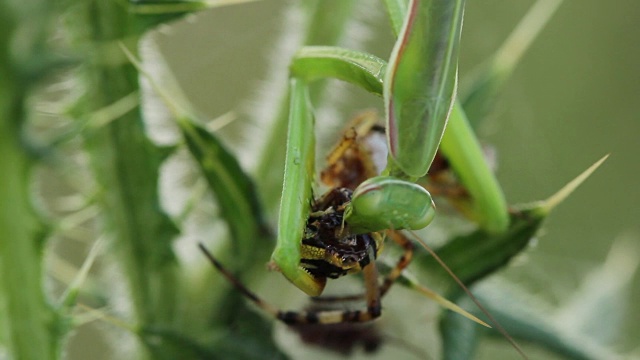 螳螂吃黄蜂蜘蛛(Argiope bruennichi)视频素材