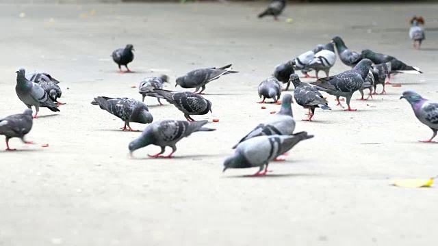 鸽子视频素材