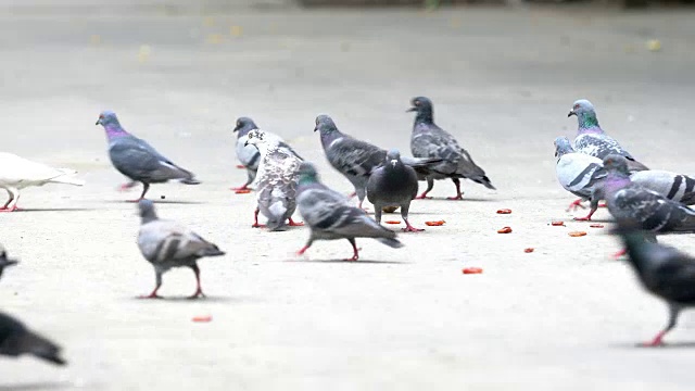 鸽子视频下载