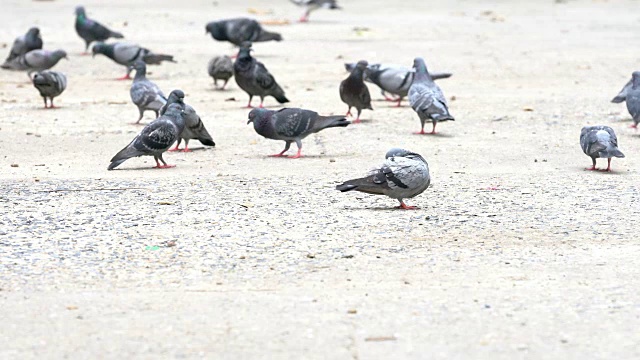 鸽子视频下载