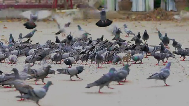 鸽子视频素材