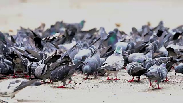 鸽子视频下载