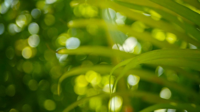 用阳光模糊热带绿色棕榈叶，用散景抽象自然背景。散焦繁茂的叶子，脉，条纹异国情调的新鲜多汁的叶子在阴影。生态、夏季、度假理念。视频素材