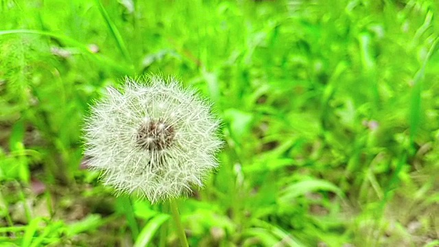 柔白的蒲公英花在绿草的背景上，春天的概念来了，慢动作视频素材