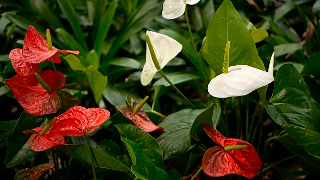 野生细腻有毒的马蹄莲，黄色雄蕊，天南星科。以水魔芋为自然花卉背景，在花园中绽放。温柔的异国情调的热带花朵从绿色新鲜的叶子中冒出来。视频素材