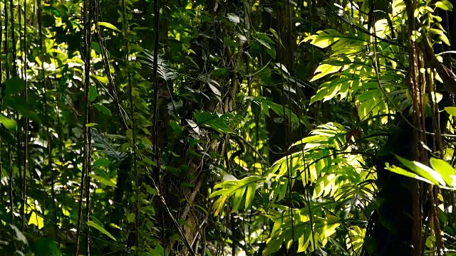 深雾热带森林的野生、生动的植被。丛林景观。内部异国情调的亚洲木材。苔藓藤本植物悬挂在雨林的树冠上。绿色自然背景的亚热带森林。视频素材