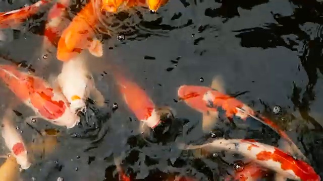 自然背景，水族箱特写。色彩鲜艳的日本锦鲤在传统的花园池塘中游水。中国花式鲤鱼水下。东方的象征财富和好运。视频素材