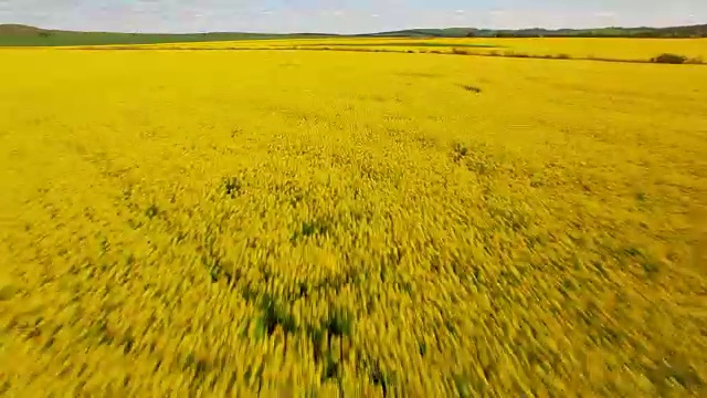 油菜籽在田间生长的鸟瞰图视频下载