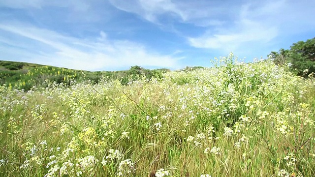 孤独的野花野地视频素材