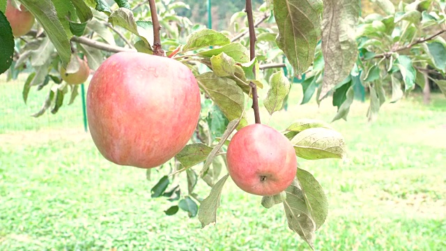 两个苹果挂在树上视频素材