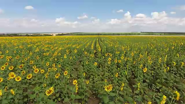 低空飞过向日葵田。海拔在最后。视频素材