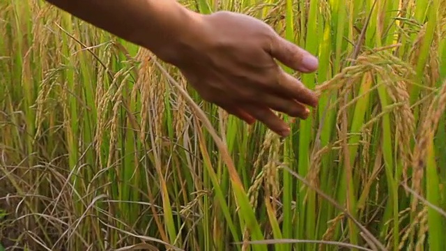 用手触摸稻田里成熟的水稻植株视频素材