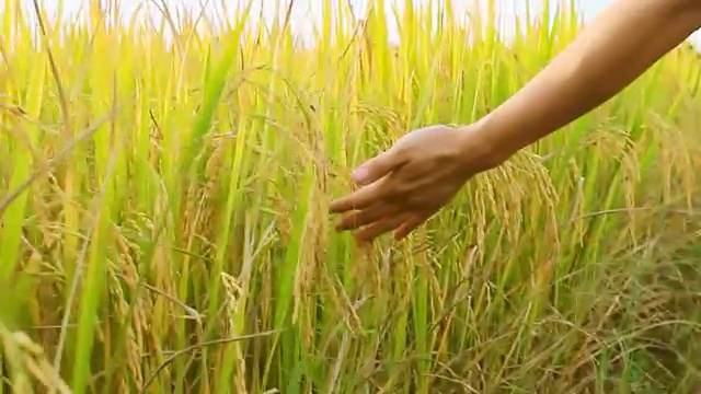 用手触摸稻田里成熟的水稻植株视频素材