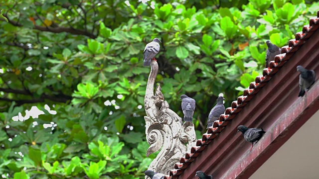 鸽子视频素材