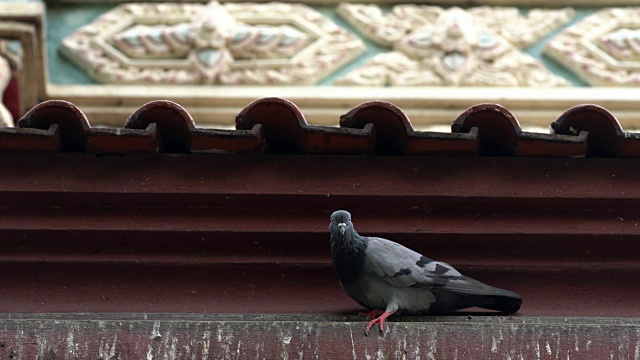 鸽子视频下载