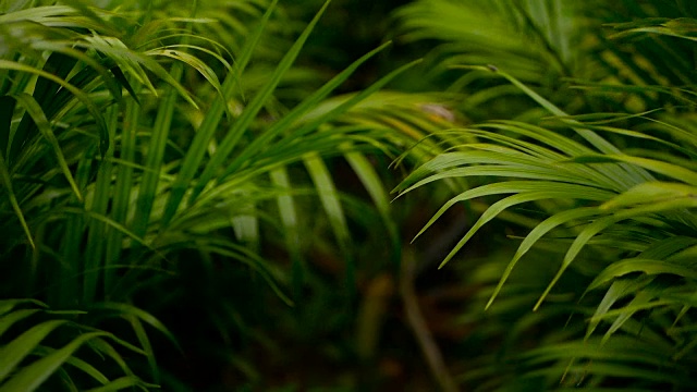 用阳光模糊热带绿色棕榈叶，用散景抽象自然背景。散焦繁茂的叶子，脉，条纹异国情调的新鲜多汁的叶子在阴影。生态、夏季、度假理念。视频素材