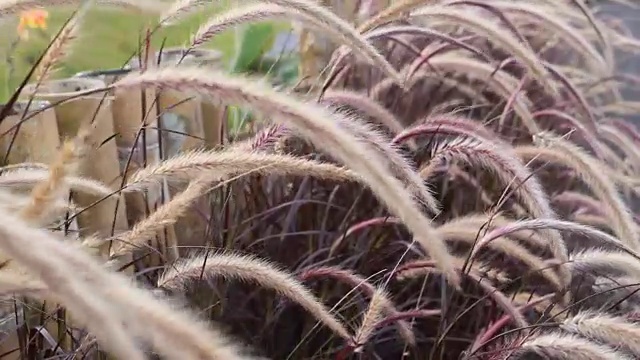 风吹草视频素材