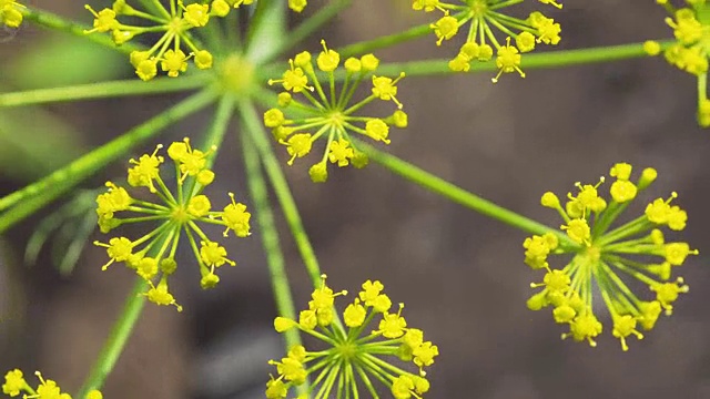 小茴香近缘花序。视频素材