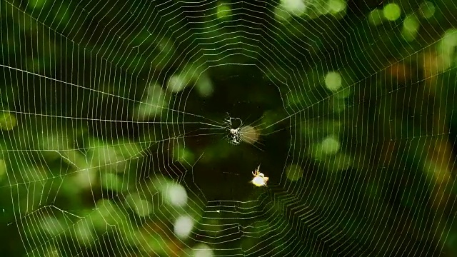 蜘蛛在织网。(时间流逝)视频素材