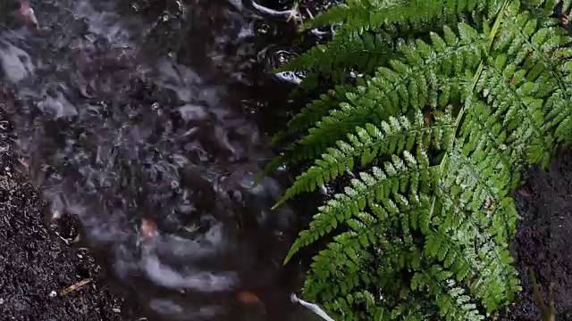 雨点落在花园里草地上的深水坑里视频素材