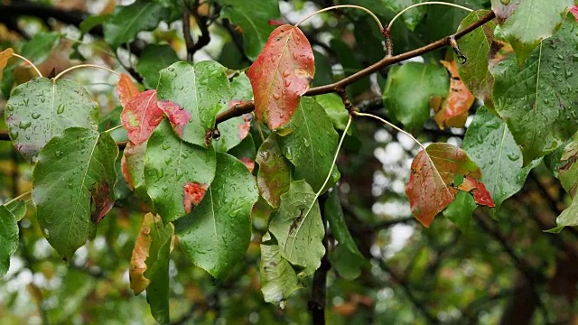 雨中苹果树枝上的红叶视频素材