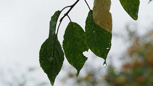 雨点落在湿漉漉的绿叶和黄叶上视频素材