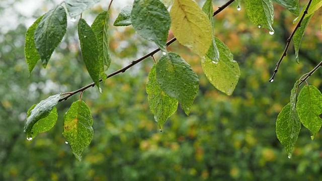 绿色和黄色的树叶和雨滴在公园里视频素材