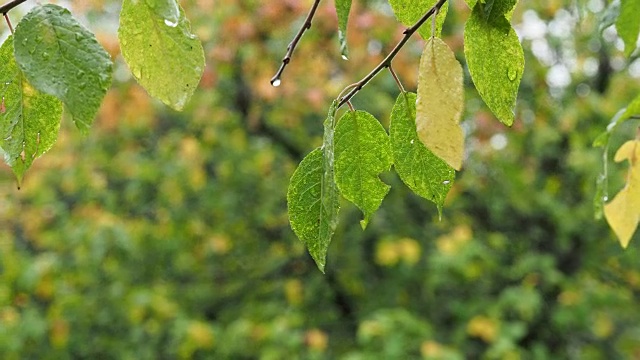 秋雨中湿叶带雨滴视频素材