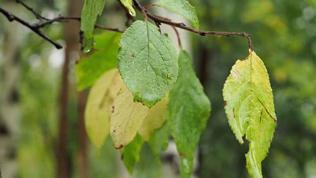 雨中梅树嫩绿嫩黄的叶子视频素材