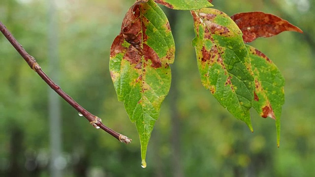 雨中湿漉漉的枫树叶五彩缤纷视频素材