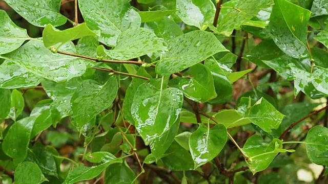 秋雨中丁香灌木潮湿的叶子视频素材