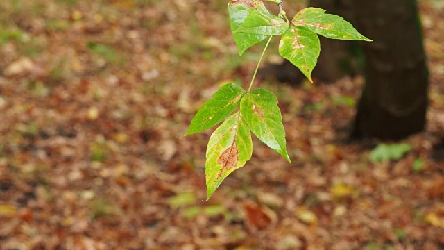 秋雨中湿漉漉的枫树叶子视频素材