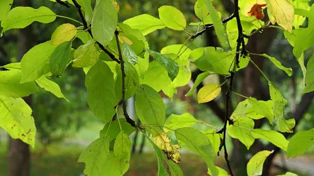 雨中梨树嫩绿嫩黄的叶子视频素材