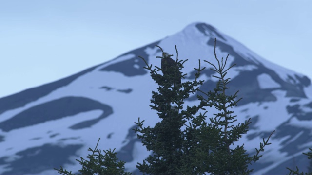 秃鹰坐在树的顶部，山的背景，阿拉斯加，2009年视频素材