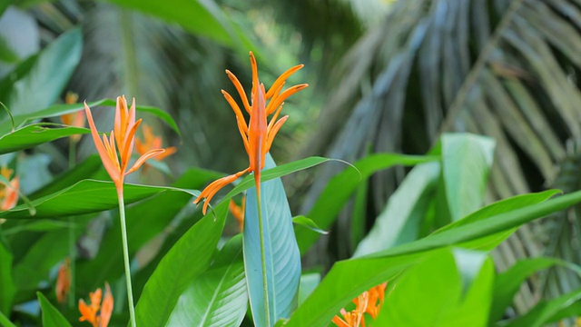 热带橙花视频素材